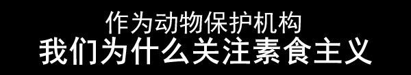 作为动物保护机构，我们为什么关注素食主义？